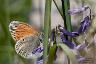 Kafkasya Z�pz�p Perisi&nbsp;(Coenonympha&nbsp;symphita)