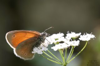 Kafkasya Z�pz�p Perisi&nbsp;(Coenonympha&nbsp;symphita)