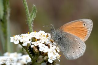 Kafkasya Zpzp Perisi (Coenonympha symphita)