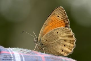 Kaya Esmeri (Kirinia clymene)