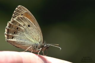 Kaya Esmeri&nbsp;(Kirinia&nbsp;clymene)