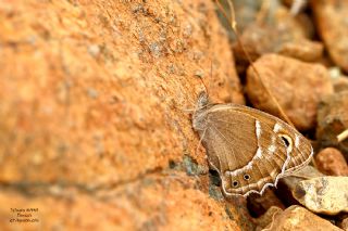 Ar Esmerperisi (Hyponephele wagneri)