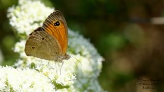 Halikarnas Esmeri (Maniola halicarnassus)