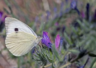 Byk Beyazmelek  (Pieris brassicae)