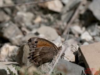 Anadolu Pirireisi&nbsp;(Satyrus&nbsp;favonius)