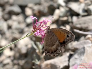 Anadolu Pirireisi&nbsp;(Satyrus&nbsp;favonius)