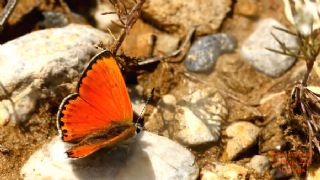 Da Atei (Lycaena thetis)