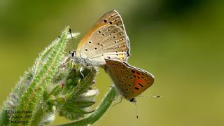 Alev Ategzeli (Lycaena kefersteinii)