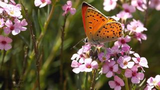 Da Atei (Lycaena thetis)