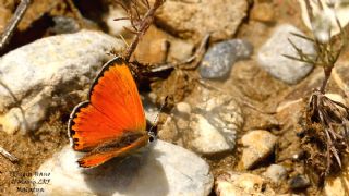 Da Atei (Lycaena thetis)