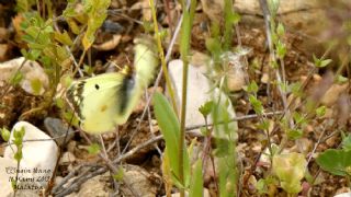 G�zel Azamet&nbsp;(Colias&nbsp;alfacariensis)