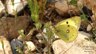 G�zel Azamet&nbsp;(Colias&nbsp;alfacariensis)