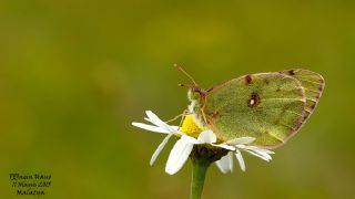 Gzel Azamet (Colias alfacariensis)