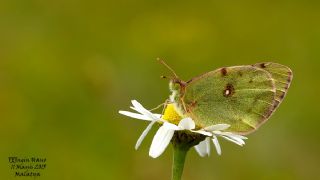 Gzel Azamet (Colias sareptensis)