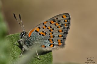 Anadolu Gelincii (Tomares nogelii)