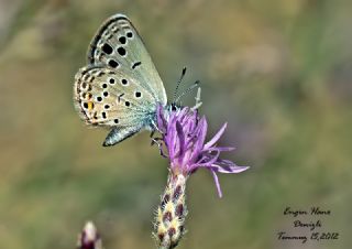 Yunan Turan Mavisi (Turanana taygetica)