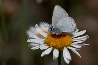 Mavi Sevbeni&nbsp;(Satyrium&nbsp;armenum)