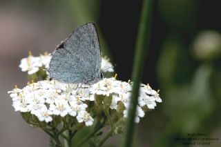 Mavi Sevbeni&nbsp;(Satyrium&nbsp;armenum)