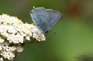 Mavi Sevbeni&nbsp;(Satyrium&nbsp;armenum)