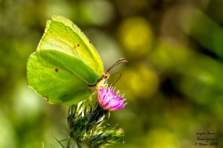 Kleopatra&nbsp;(Gonepteryx&nbsp;cleopatra)