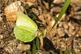 Kleopatra&nbsp;(Gonepteryx&nbsp;cleopatra)