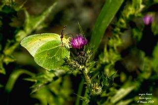 Kleopatra&nbsp;(Gonepteryx&nbsp;cleopatra)