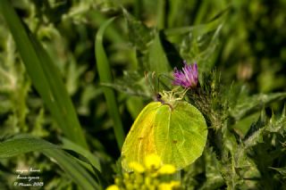 Kleopatra&nbsp;(Gonepteryx&nbsp;cleopatra)
