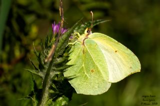 Kleopatra&nbsp;(Gonepteryx&nbsp;cleopatra)