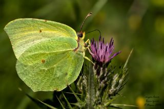 Kleopatra&nbsp;(Gonepteryx&nbsp;cleopatra)