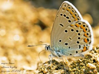 Doulu Esmergz (Plebejus carmon)