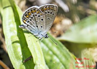 Doulu Esmergz (Plebejus carmon)