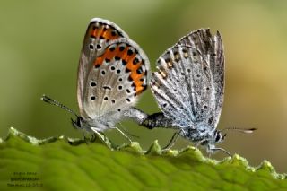 Avrupal� Esmerg�z&nbsp;(Plebejus&nbsp;argyrognomon )