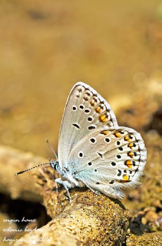 Anadolu Esmergz (Plebejus modicus)