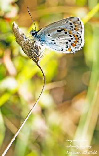 Anadolu Esmergz (Plebejus modicus)