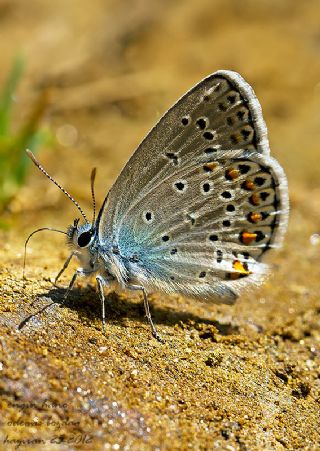 Anadolu Esmergz (Plebejus modicus)