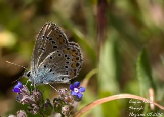 Anadolu Esmergz (Plebejus modicus)