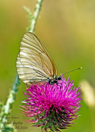 Al Beyaz (Aporia crataegi)