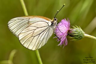 Al Beyaz (Aporia crataegi)