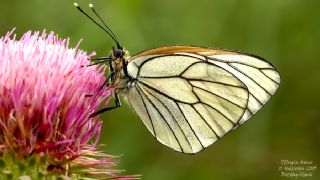 Al Beyaz (Aporia crataegi)