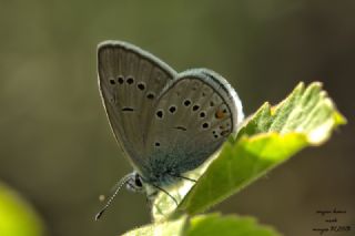 okgzl Gzel Mavi (Polyommatus bellis)