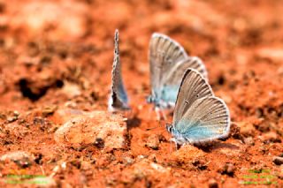 okgzl Gzel Mavi (Polyommatus bellis)