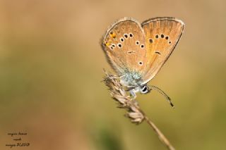 okgzl Gzel Mavi (Polyommatus bellis)