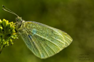 Kk Beyazmelek (Pieris rapae)