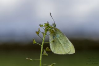 Kk Beyazmelek (Pieris rapae)