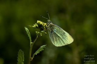 Kk Beyazmelek (Pieris rapae)