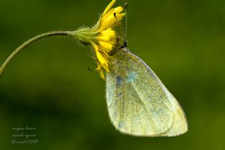 Kk Beyazmelek (Pieris rapae)