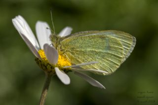 Kk Beyazmelek (Pieris rapae)