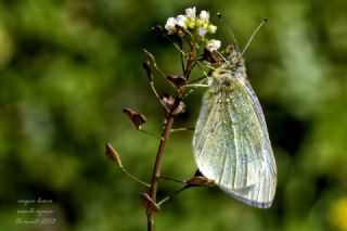 Kk Beyazmelek (Pieris rapae)