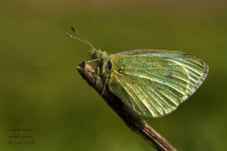 Kk Beyazmelek (Pieris rapae)