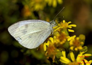 Kk Beyazmelek (Pieris rapae)